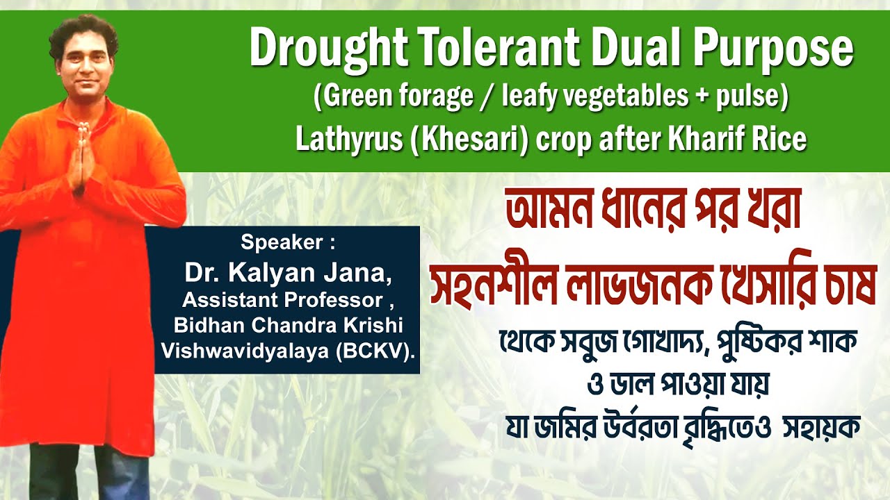 Drought tolerant dual purpose Lathyrus (Khesari)