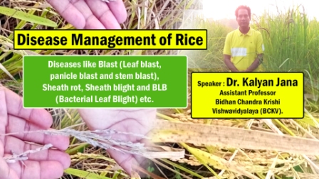 Disease Management of Rice in West Bengal