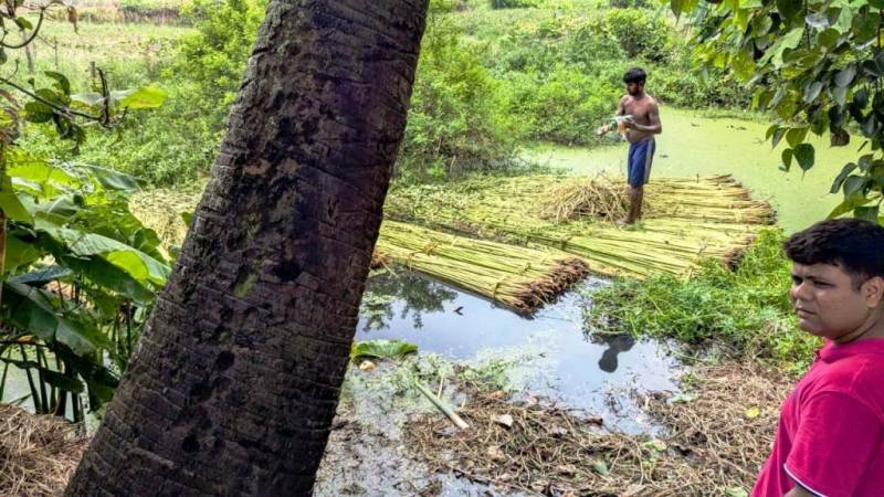 Jute Farming in West Bengal