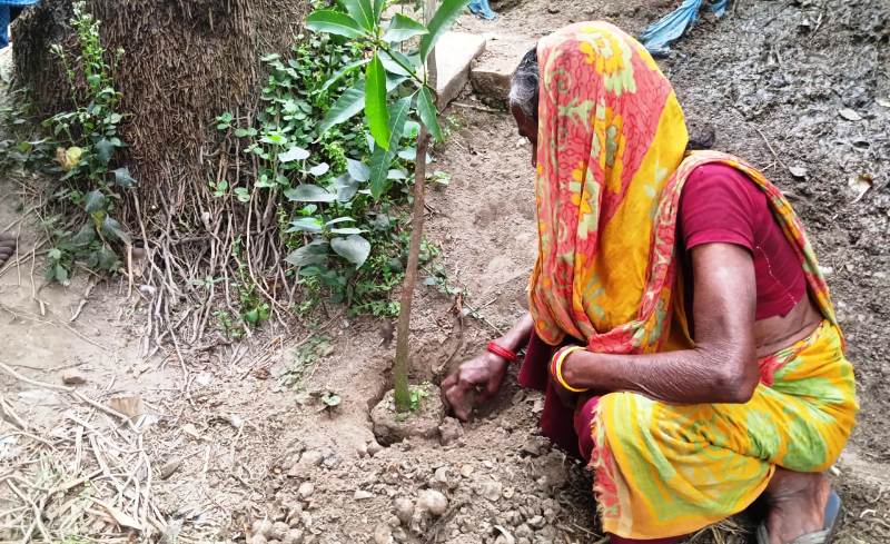 Community Tree Plantation in West Bengal