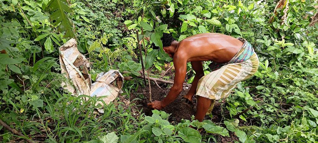 Environmental NGO Leads Tree Plantation in West Bengal