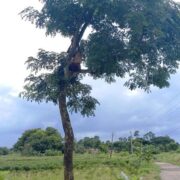 Donate For Wildlife India