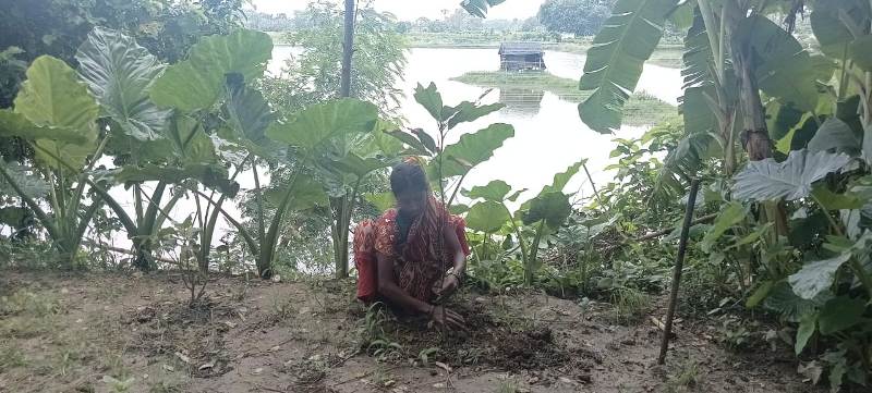 Sustainable Development Through Tree Plantation by NGOs in India