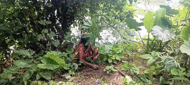 Sustainable Development Through Tree Plantation in India