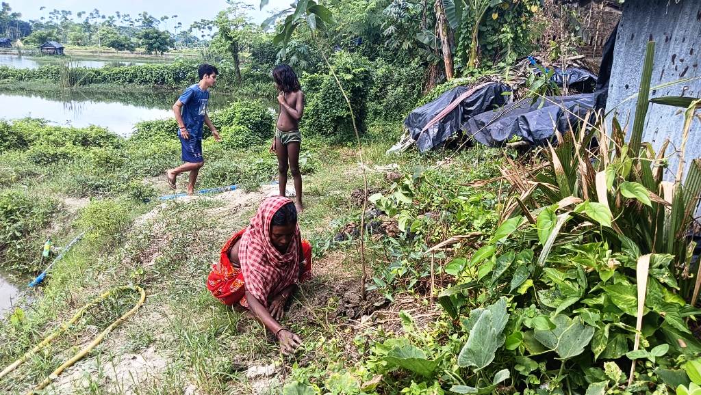 Mango Tree Plantation Drive by BJSM in West Bengal