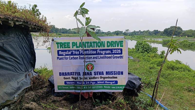Mango Tree Plantation