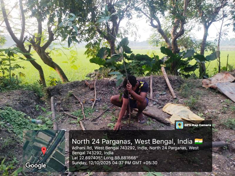 Mango sapling plantation India