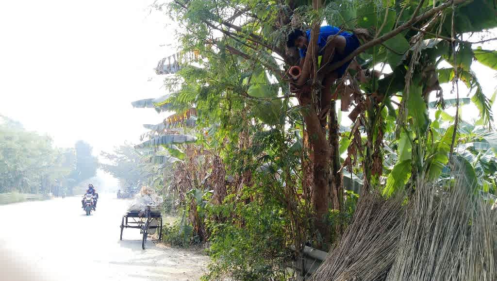support for bird nests in India