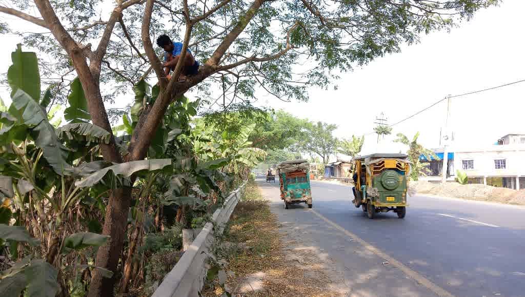 support for bird nests in Kolkata