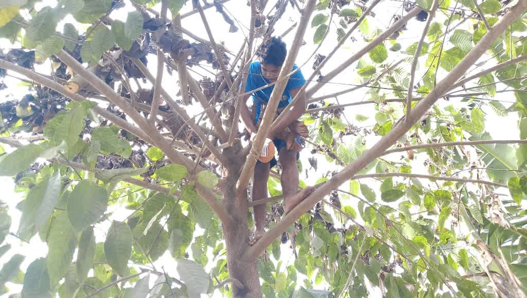 support for bird nests to ngos in India