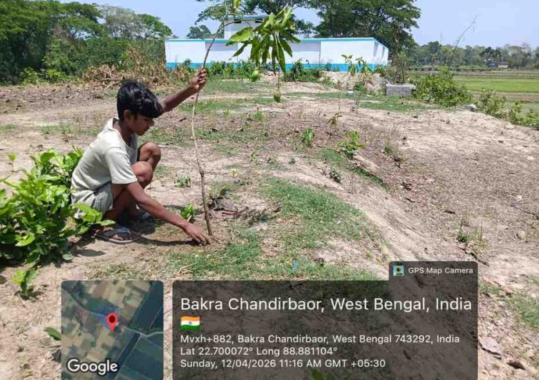 Mango Tree Plantation 2026