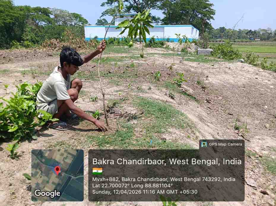 Mango Tree Plantation 2026
