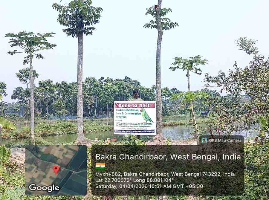 NGO workers placing eco-friendly nests for urban bird habitat restoration