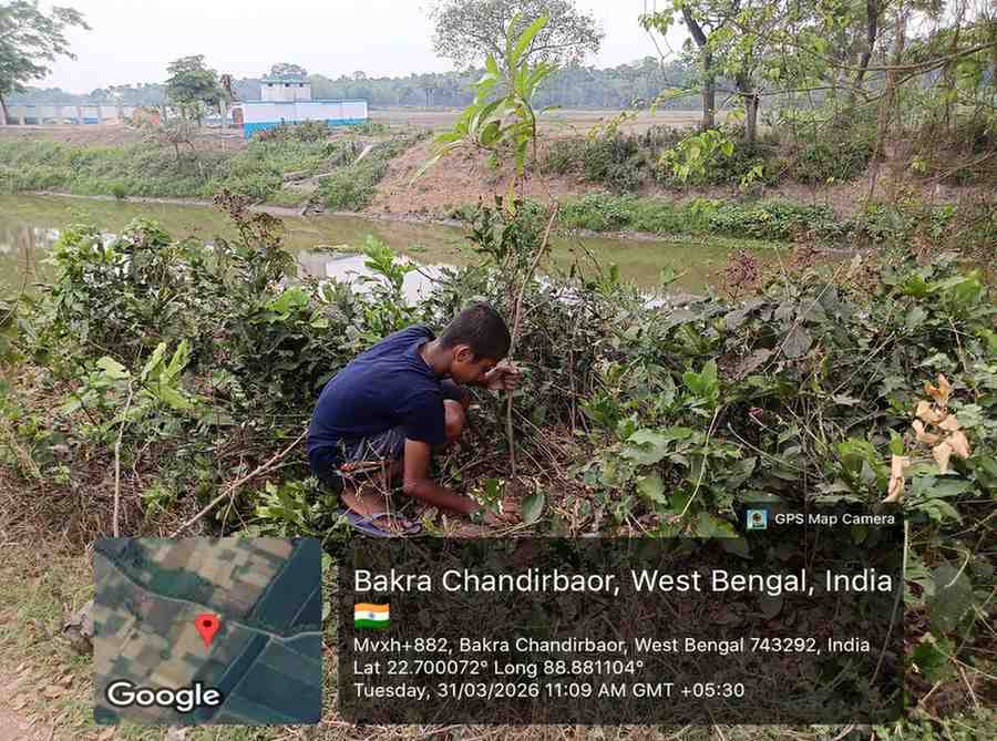 Sustainable Farming Support Through Canal-Side Tree Plantation in West Bengal