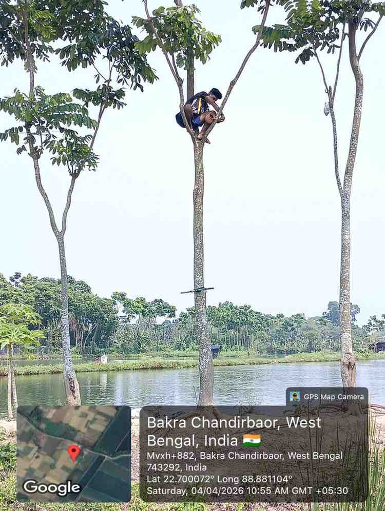 Tree-mounted bird nest installation to protect birds in city areas