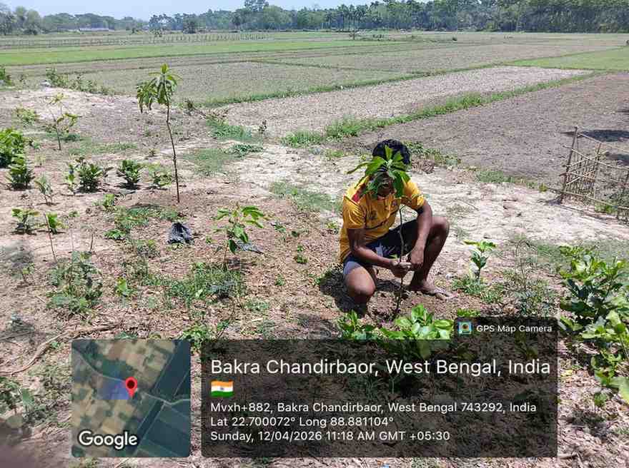 Volunteers planting mango saplings