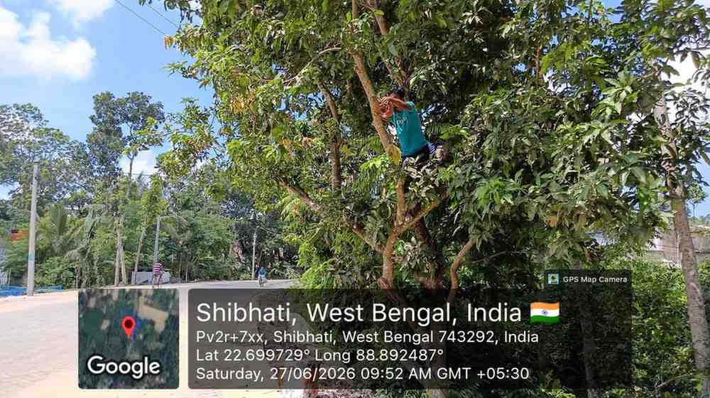 Sustainable bird nesting habitat installation.