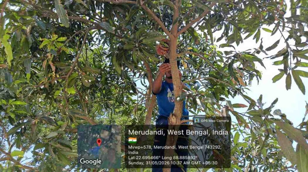 Volunteers installing eco-friendly bird nests on trees during the Back to Nest environmental initiative.