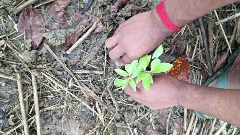 Lemon Tree Plantation Drive promoting a greener future.