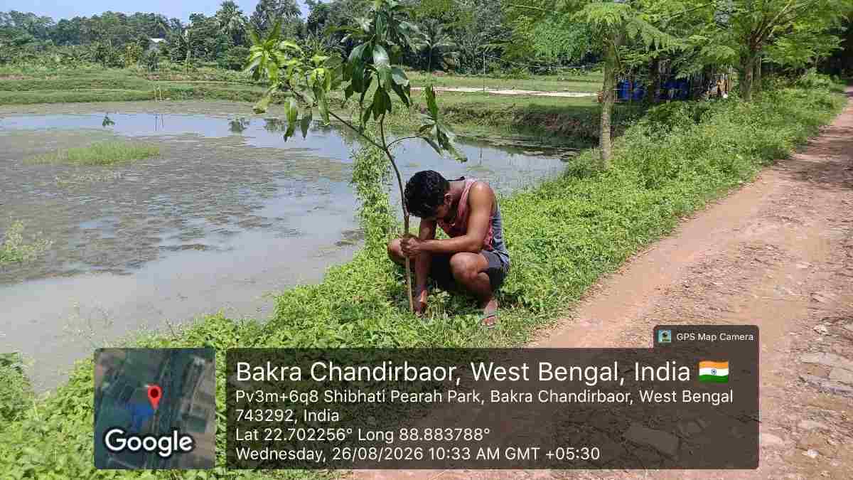 Community Mango Tree Plantation Programme