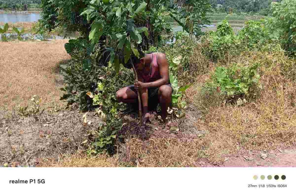 Community tree plantation programme supporting biodiversity
