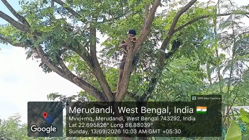 Eco-friendly bird nest installation for wildlife conservation in West Bengal