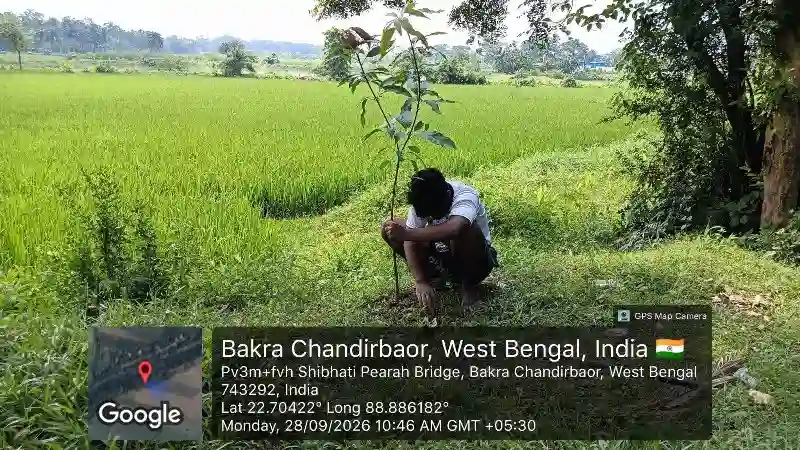 Mango tree plantation along agricultural canal in West Bengal