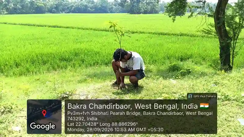 Planting mango saplings along canal banks for greener agricultural areas