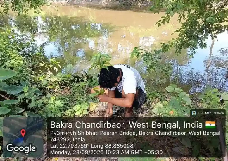 Protecting Agricultural Canals Through Mango Tree Plantation