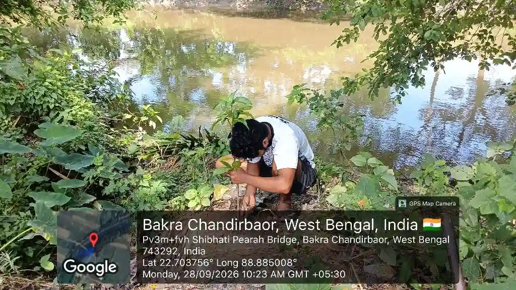 Protecting Agricultural Canals Through Mango Tree Plantation